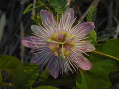 Passiflora foetida