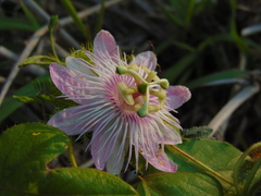 Passiflora foetida
