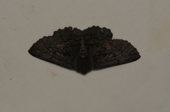 Melanodes anthracitaria