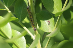 Uresiphita reversalis