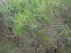 Erica arborea