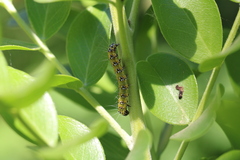 Uresiphita reversalis