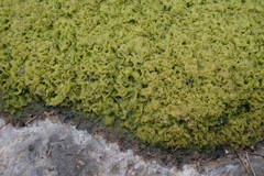 Hydrodictyon reticulatum