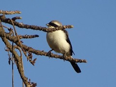 Lanius excubitoroides