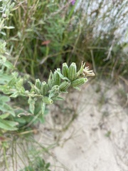 Oenothera