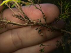 Erica arborea