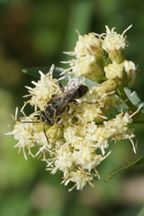 Tachytes