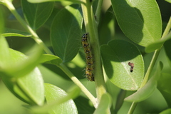 Uresiphita reversalis