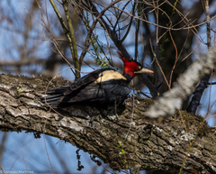 Campephilus leucopogon