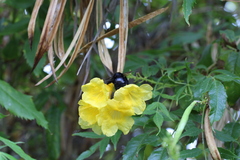 Xylocopa sonorina