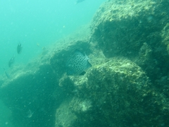 Oplegnathus punctatus