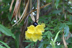 Xylocopa sonorina