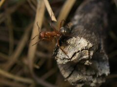 Formica sanguinea