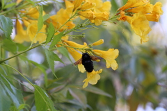 Xylocopa sonorina