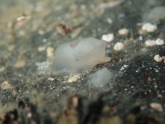 Ascidiacea