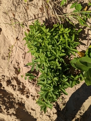 Asclepias syriaca