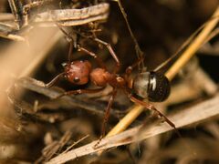 Formica sanguinea