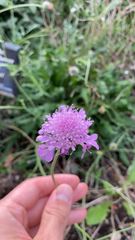 Sixalix atropurpurea