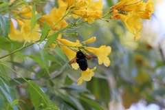 Xylocopa sonorina