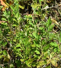 Artemisia indica