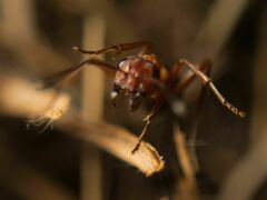 Formica sanguinea
