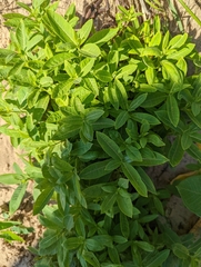 Asclepias syriaca