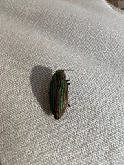 Buprestis aurulenta