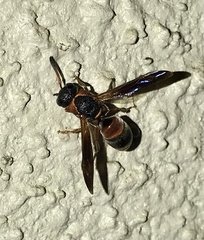 Pachodynerus erynnis