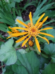 Ligularia dentata