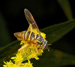 Spilomyia longicornis