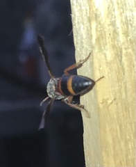 Pachodynerus erynnis