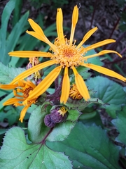 Ligularia dentata