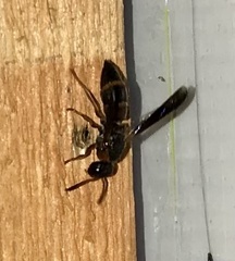 Pachodynerus erynnis