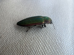 Buprestis aurulenta