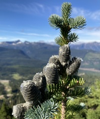 Abies lasiocarpa