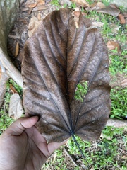 Pterygota alata