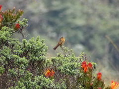 Aglaeactis cupripennis