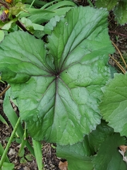 Ligularia dentata