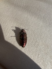 Buprestis aurulenta