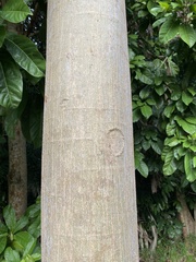Pterygota alata