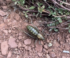 Anabrus simplex