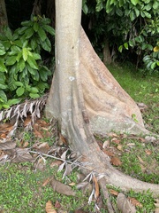 Pterygota alata