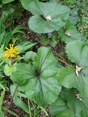Ligularia dentata