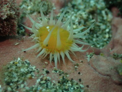 Anthothoe albocincta