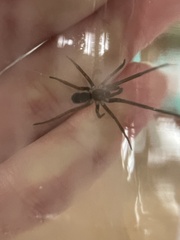 Kukulcania hibernalis