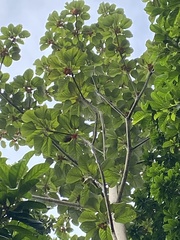 Pterygota alata