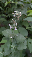 Nepeta cataria