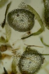 Stereodon subimponens