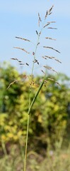 Digitaria ischaemum