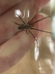 Kukulcania hibernalis